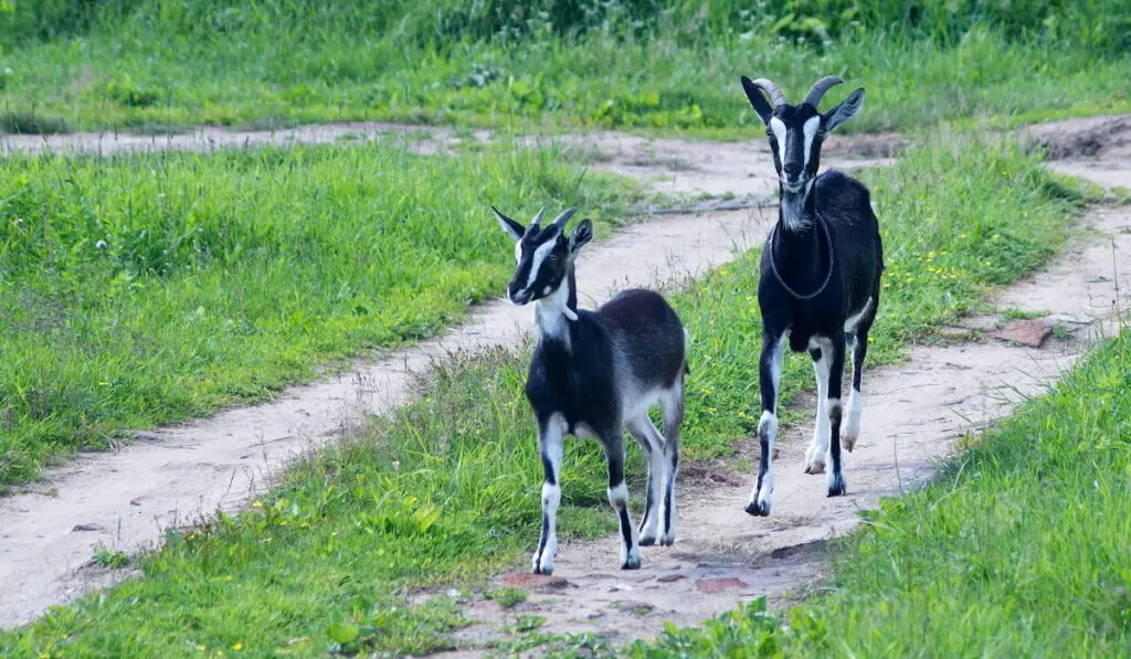 Goat British Alpine breed with the kid