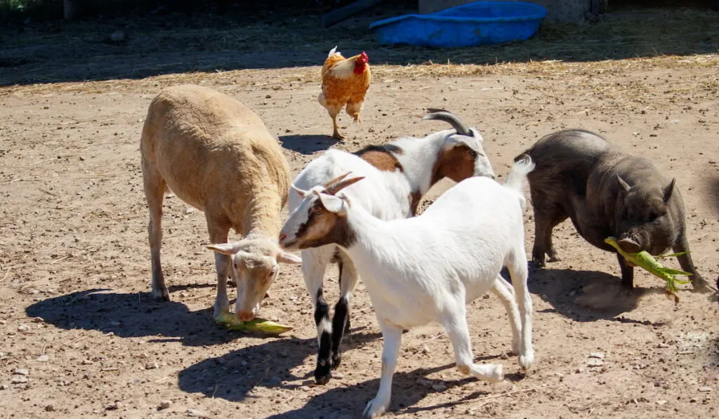 Goats During Feeding Time