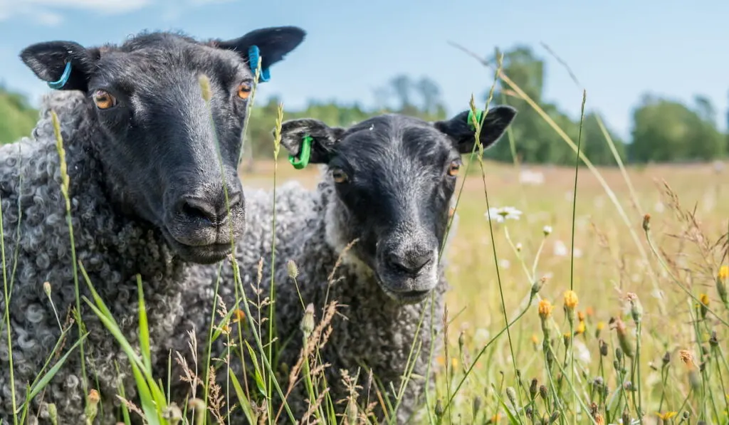 Gotland Black sheep