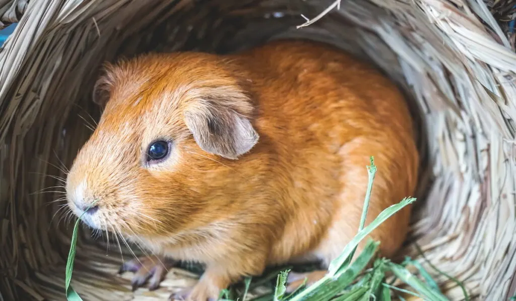 Guinea Pig is sitting in the bird nest