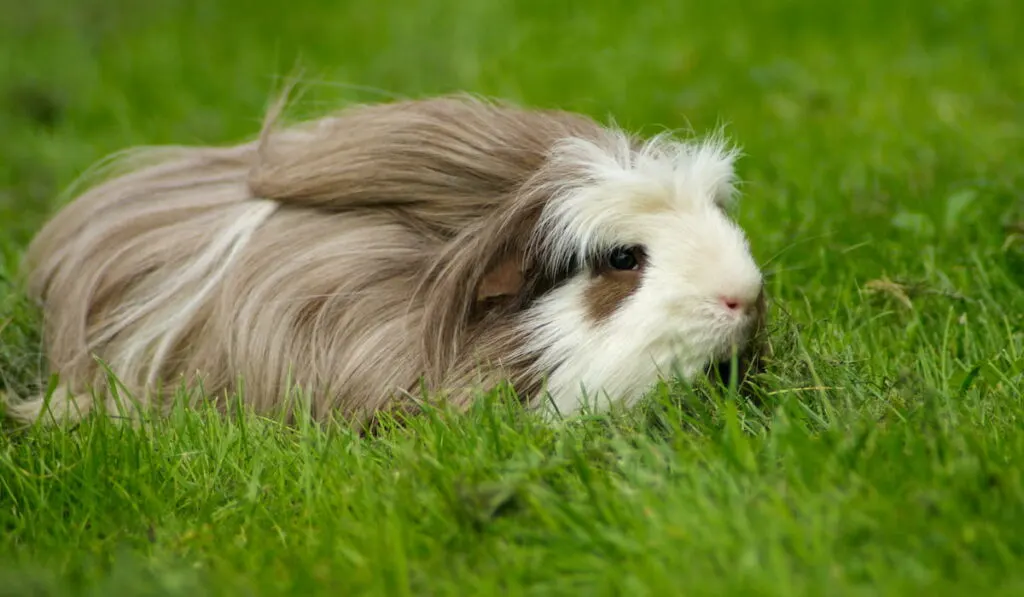 Guinea pig coronet 