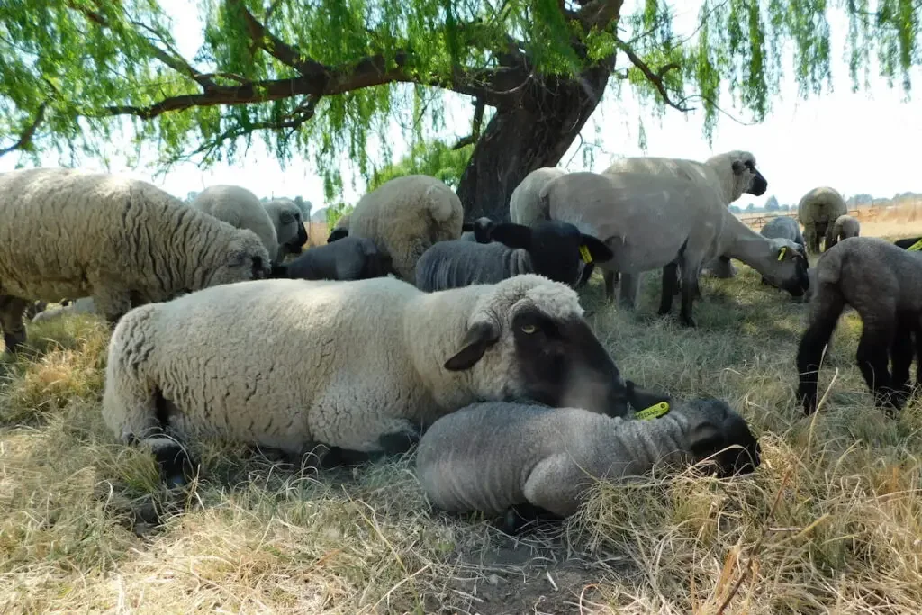 Hampshire Down Ewe sheep resting under the tree 