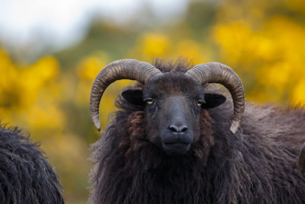 Hebridean sheep