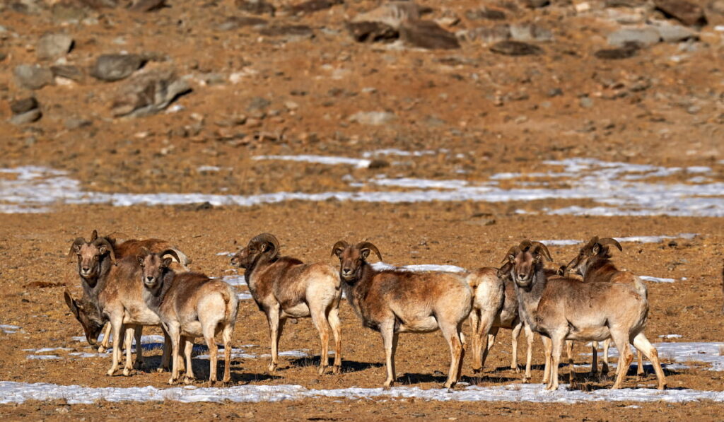 Herd of Urial wild sheep 