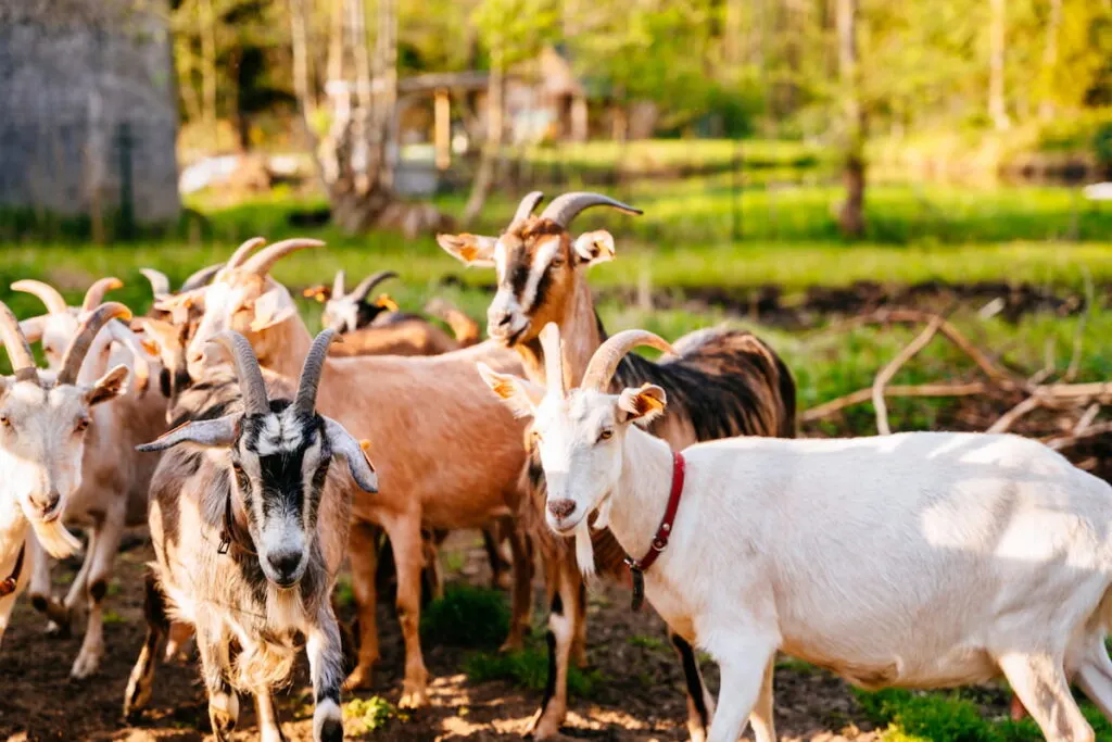 Herd of different goats