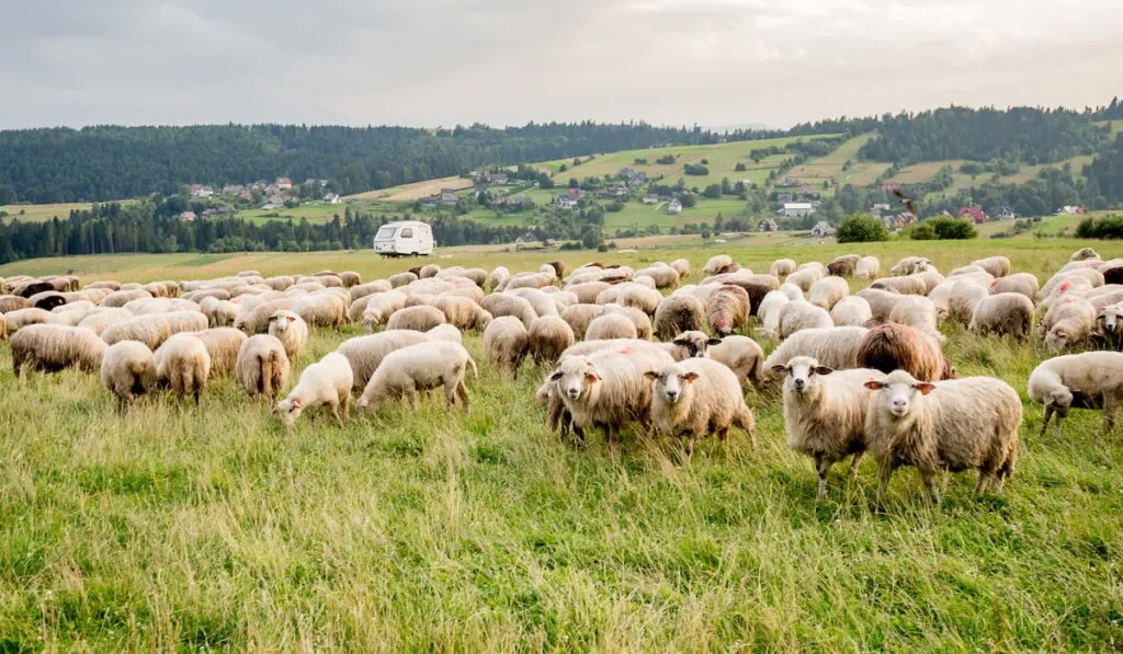 flock of dairy sheep