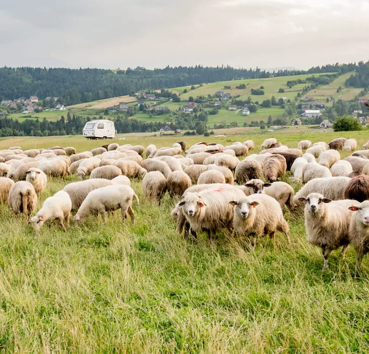 flock of dairy sheep