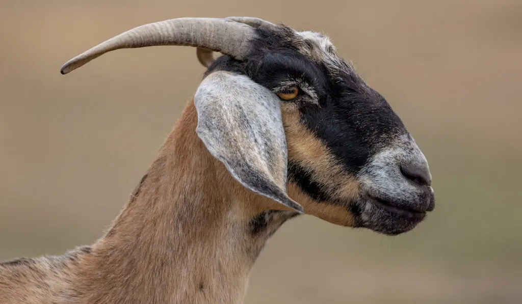  male Nubian goat