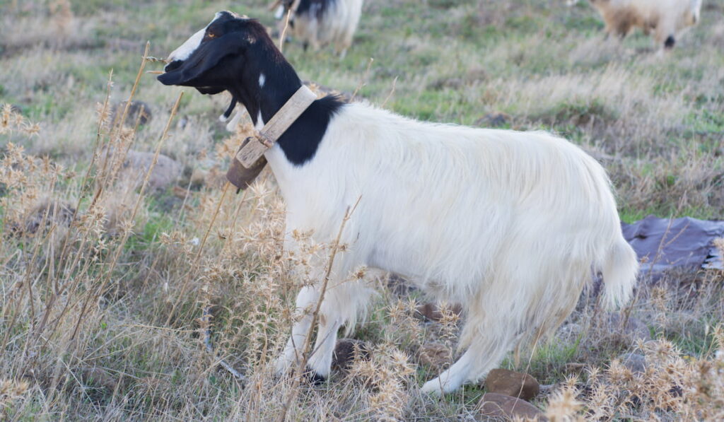 Maltese goat