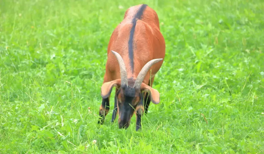 Oberhasli dairy goat