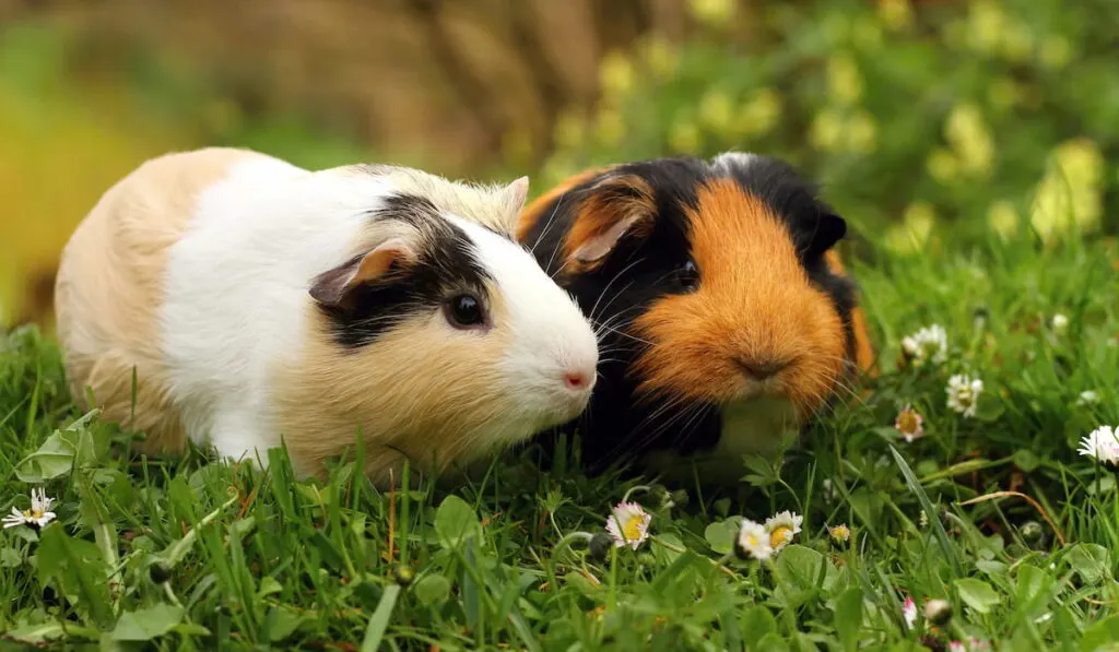 Pair of guinea pigs