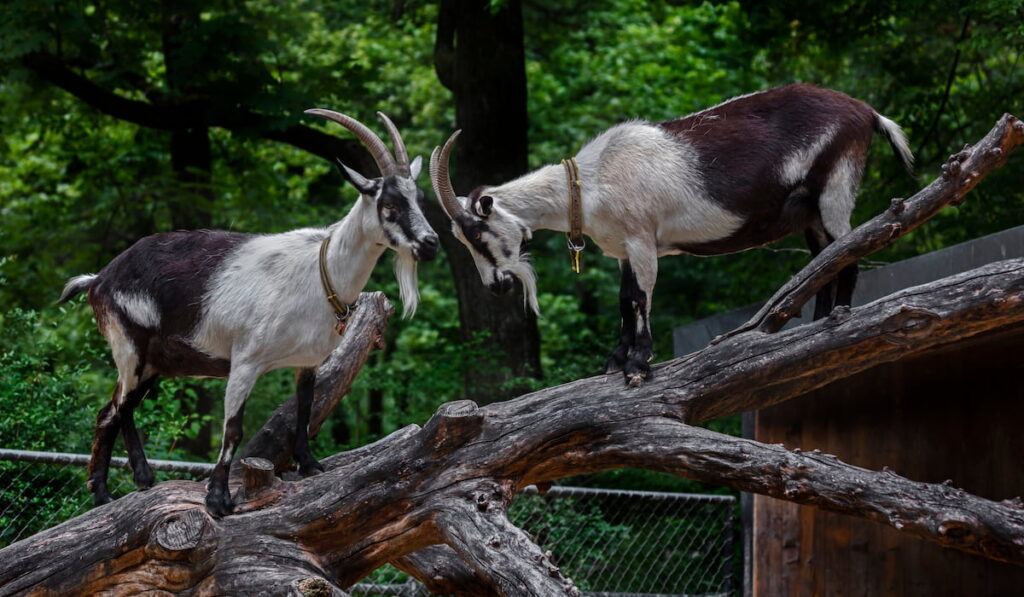 Peacock goats on the fallen tree