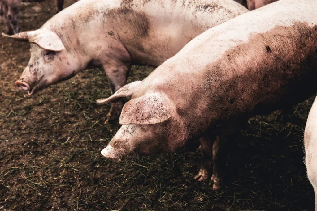 Pig on the farm in the mud