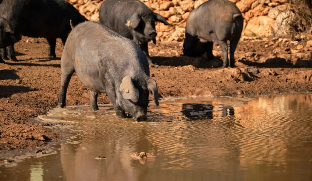 Pigs in puddle 