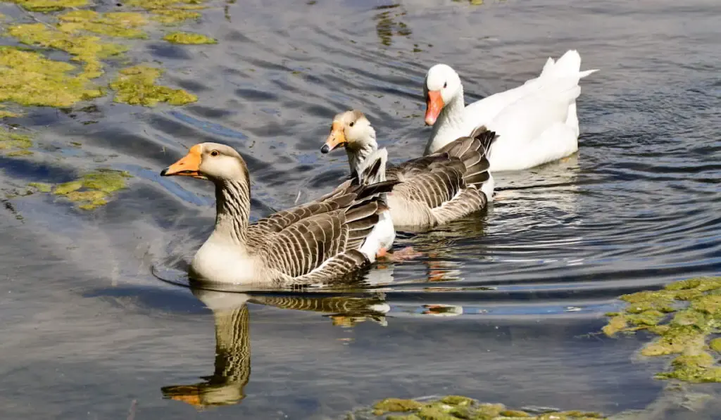 Pilgrim geese