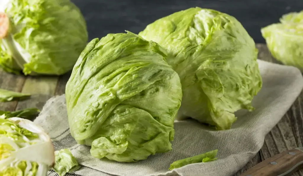 Raw-Organic-Round-Crisp-Iceberg-Lettuce