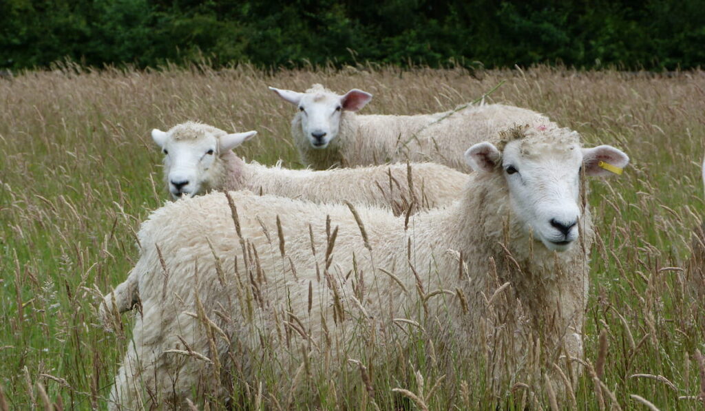 Romney lambs in a meadow