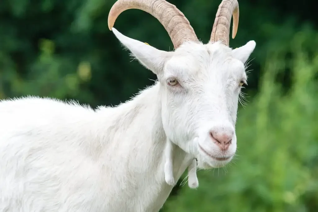 Saanen goat