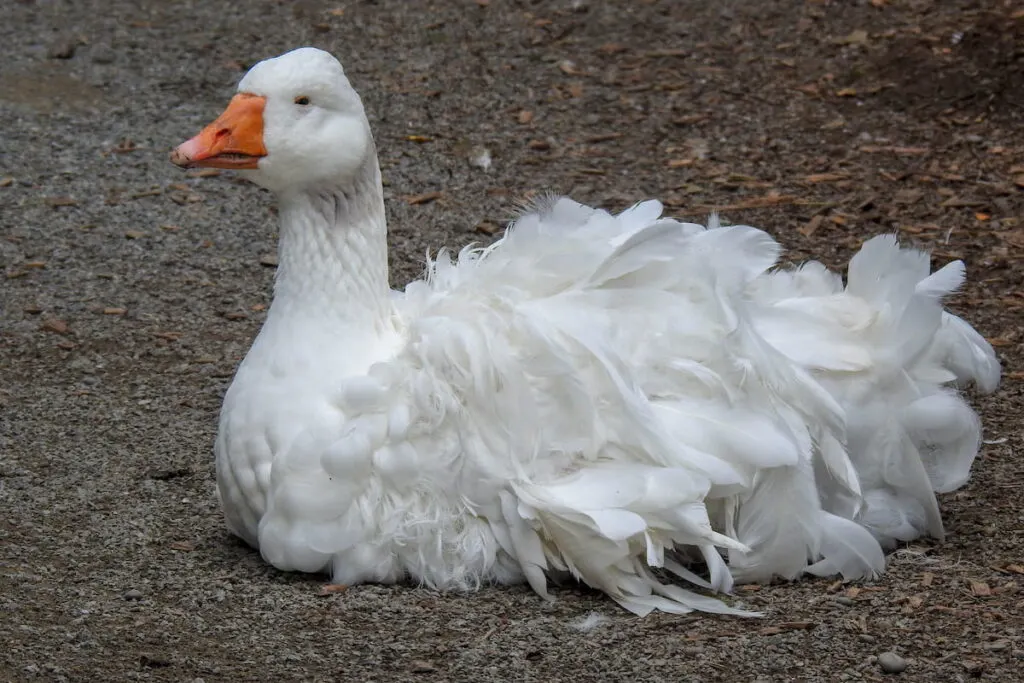 Sebastopol goose 