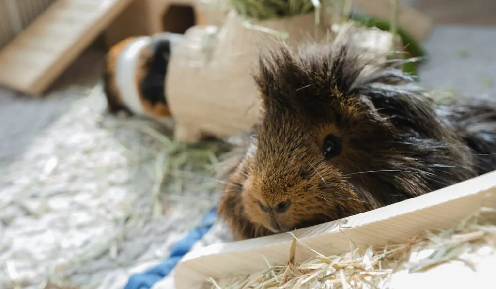 Sheba Guinea Pig