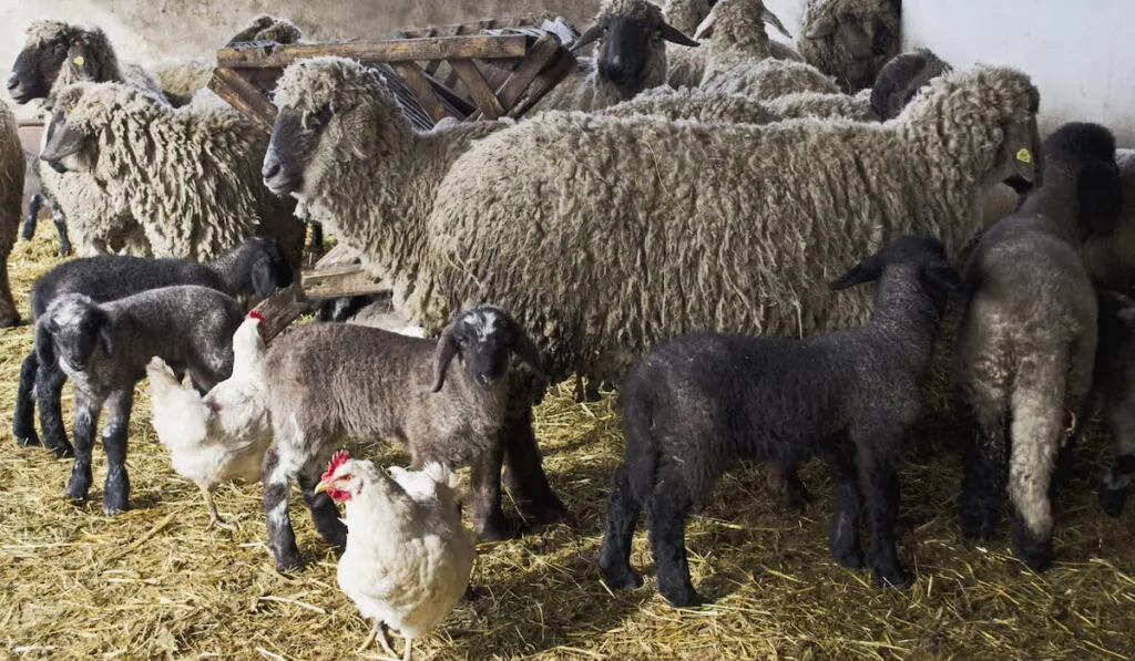 Sheep and Chicken on the barn