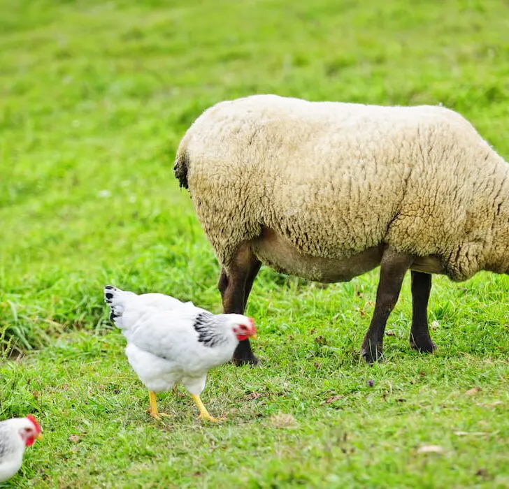 sheep and chicken on the field
