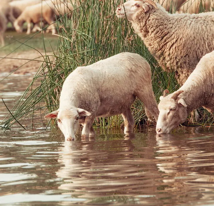 Sheep drinking water on the shore