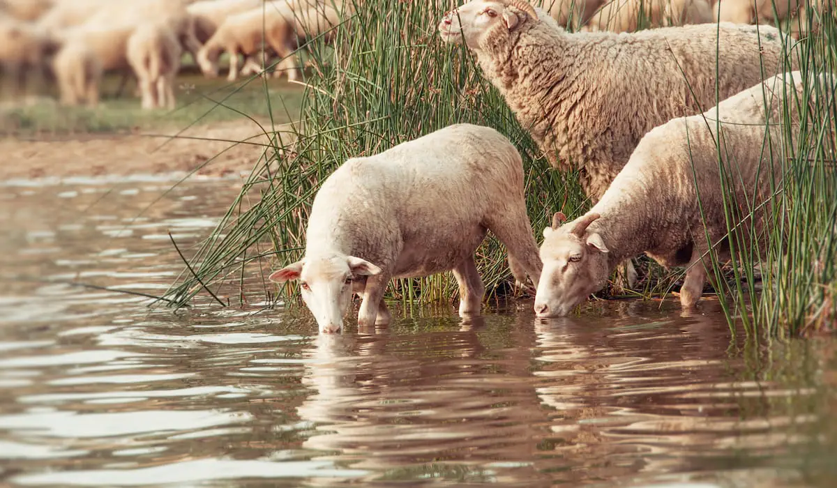 Will Sheep Drink from Running Water? Homestead Geek