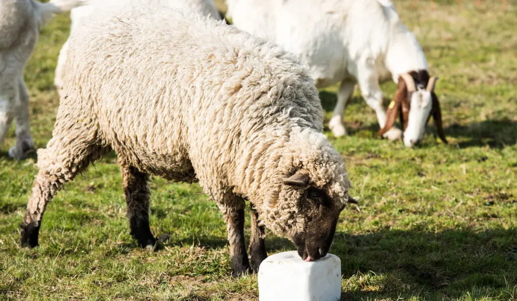 Sheep licking salt block in the field