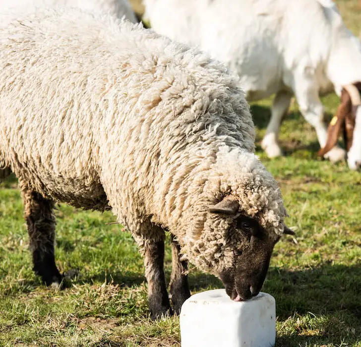 Sheep licking salt block in the field