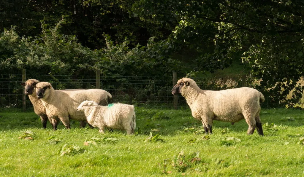 Shropshire sheep breed in welsh meadow 