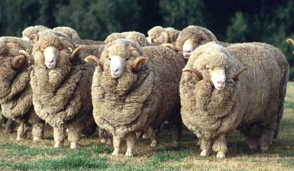 Stud Merino ram at at a farm 