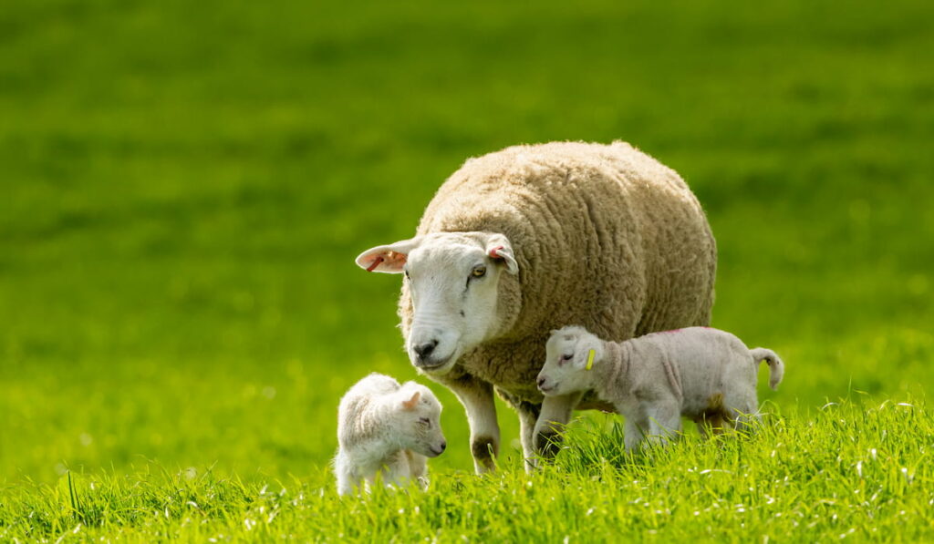 Texel Cross Ewe with her newborn lambs 