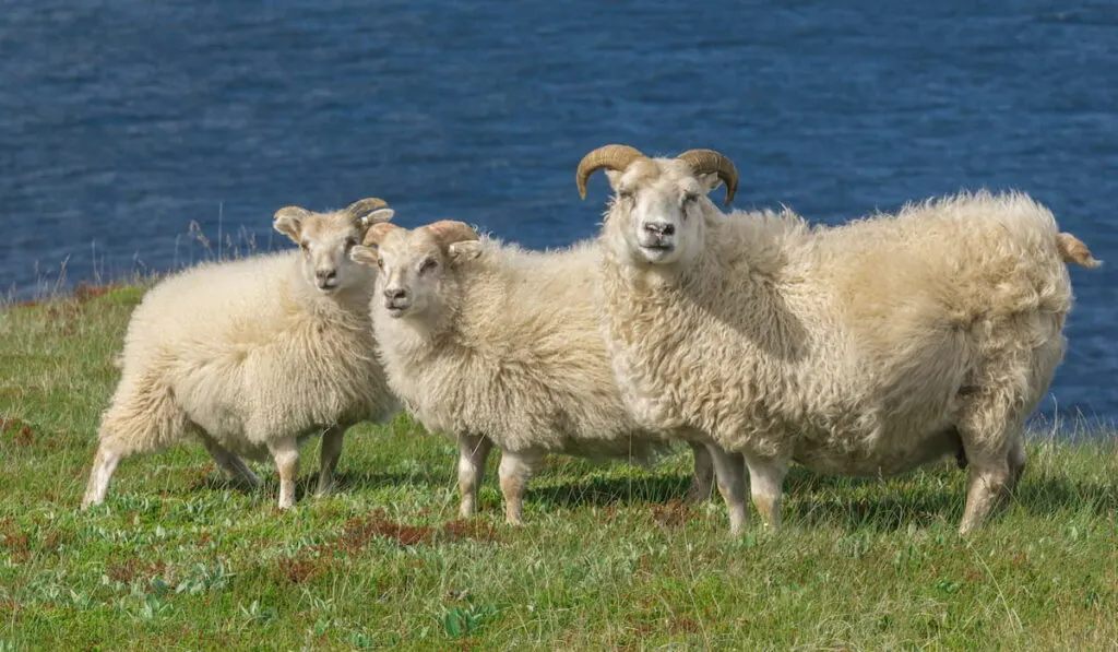 The Icelandic sheep 