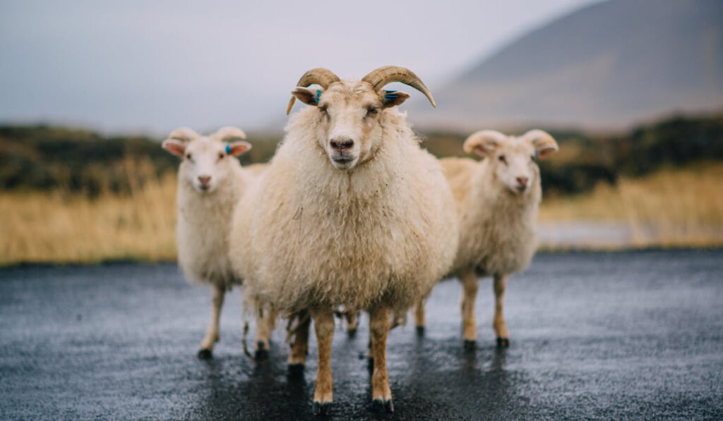 Three Icelandic goats stand on the road and look at the camera