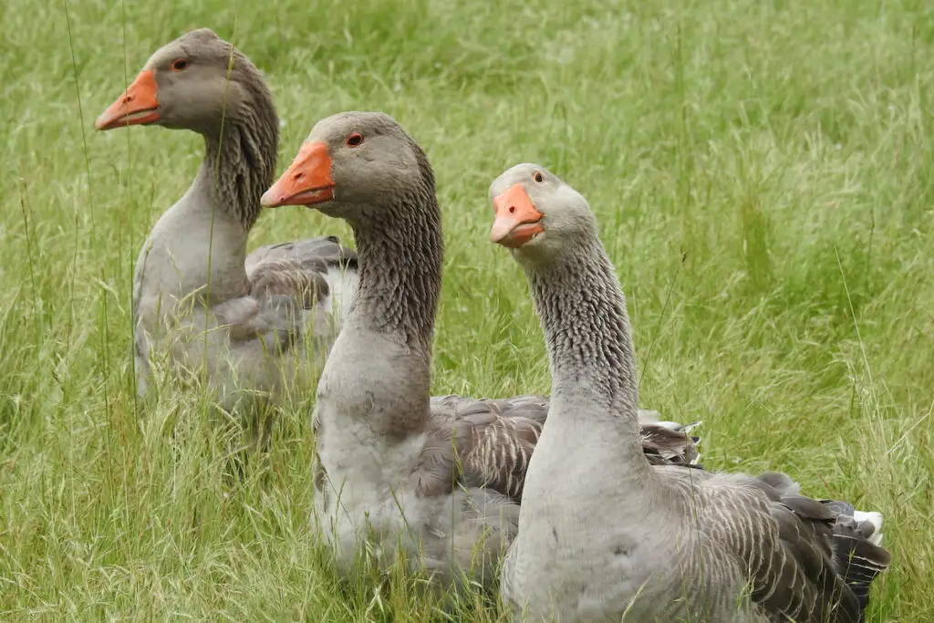 Three Toulouse geese