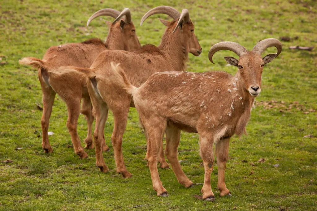 Three aoudads sheep 