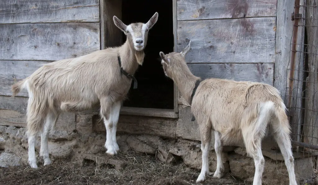 Toggenburg Goats