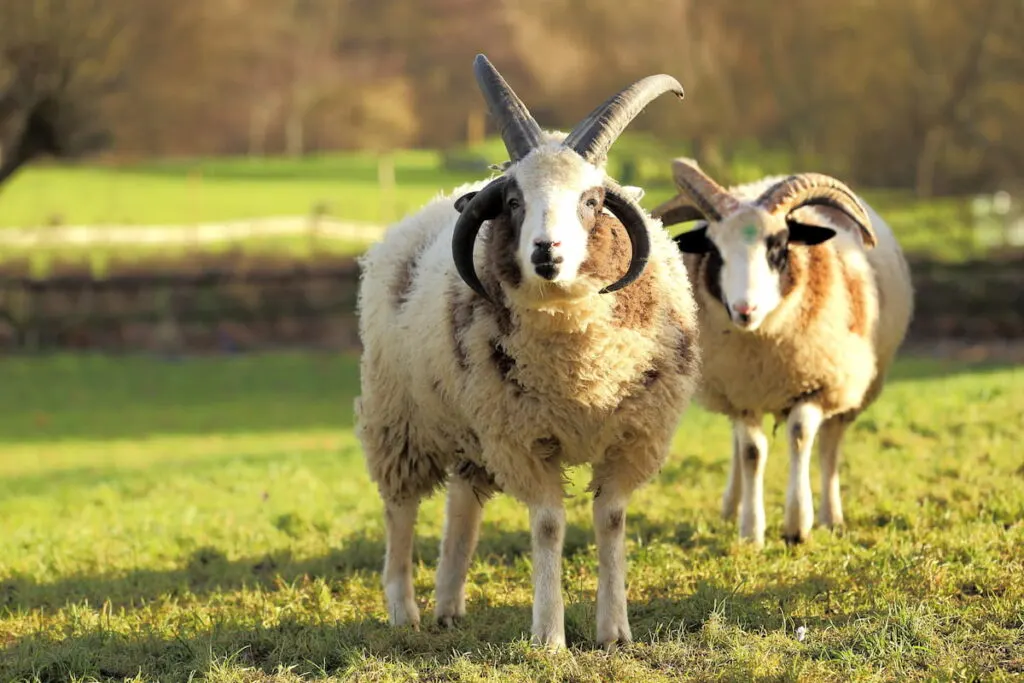 Two Jacob sheep on the field 