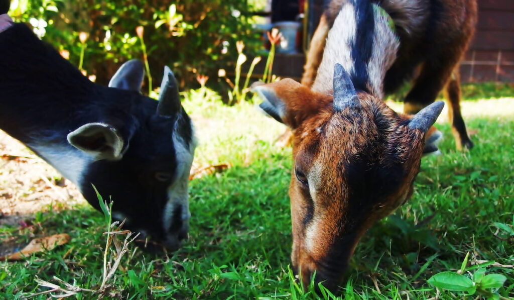 Two goats eat grass