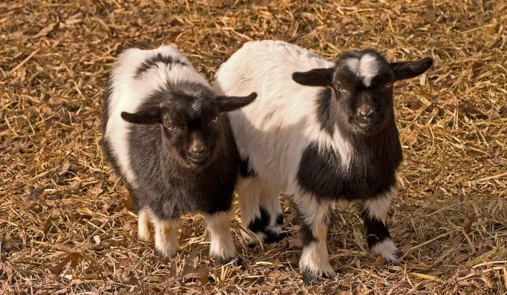 Two very young black and white Tennessee fainting goats