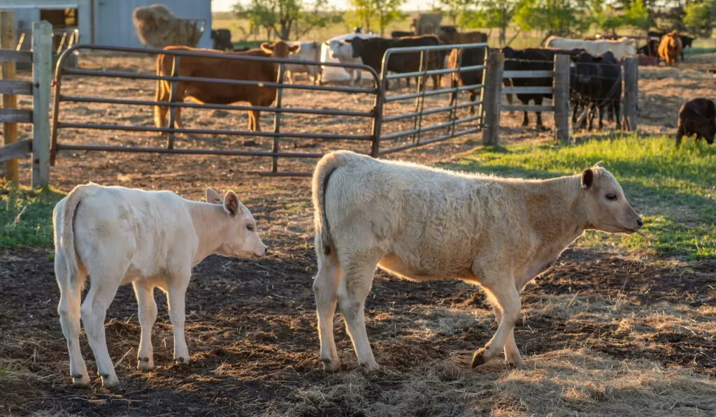 Two white calves