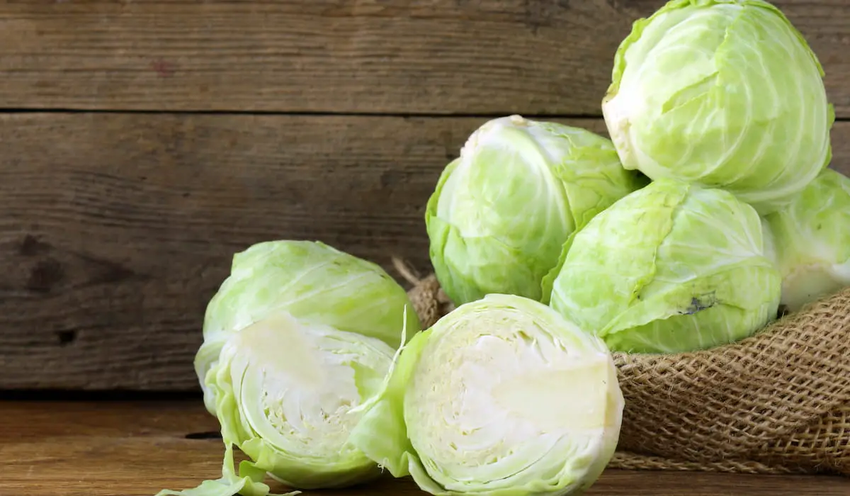 Can Goats Eat Cabbage? Homestead Geek