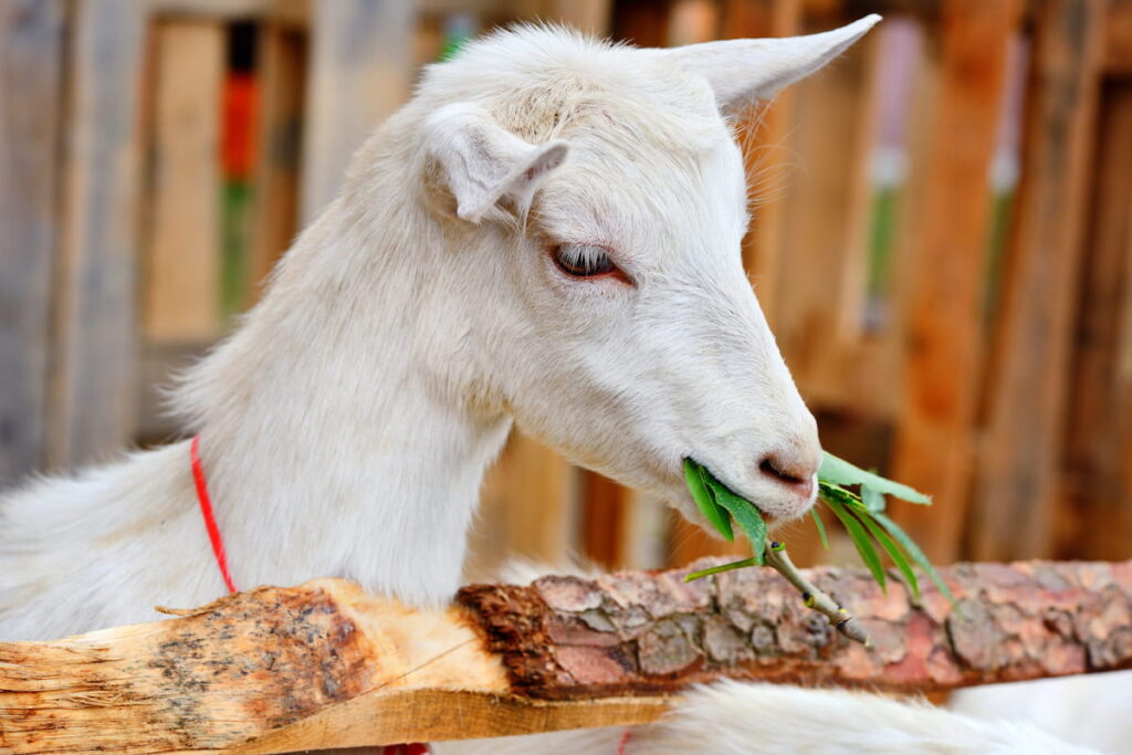 White goat eating