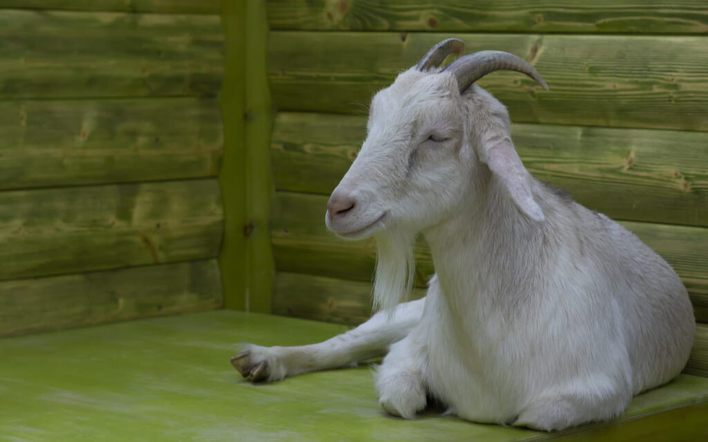 White goat lying on mat