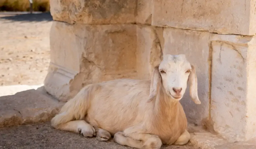 White goat looking to the camera sitting