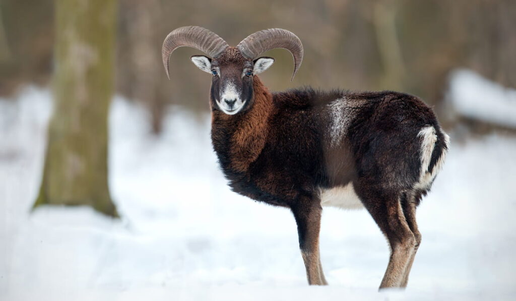 wild sheep in the winter snow