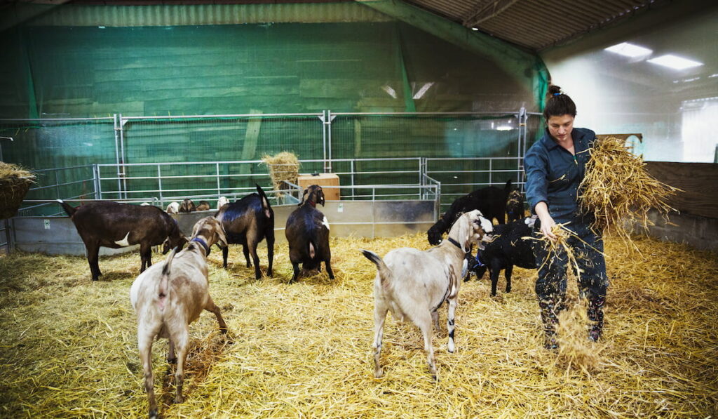 Woman-in-a-stable-with-a-small-herd-of-goats-scattering-straw-on-the-floor