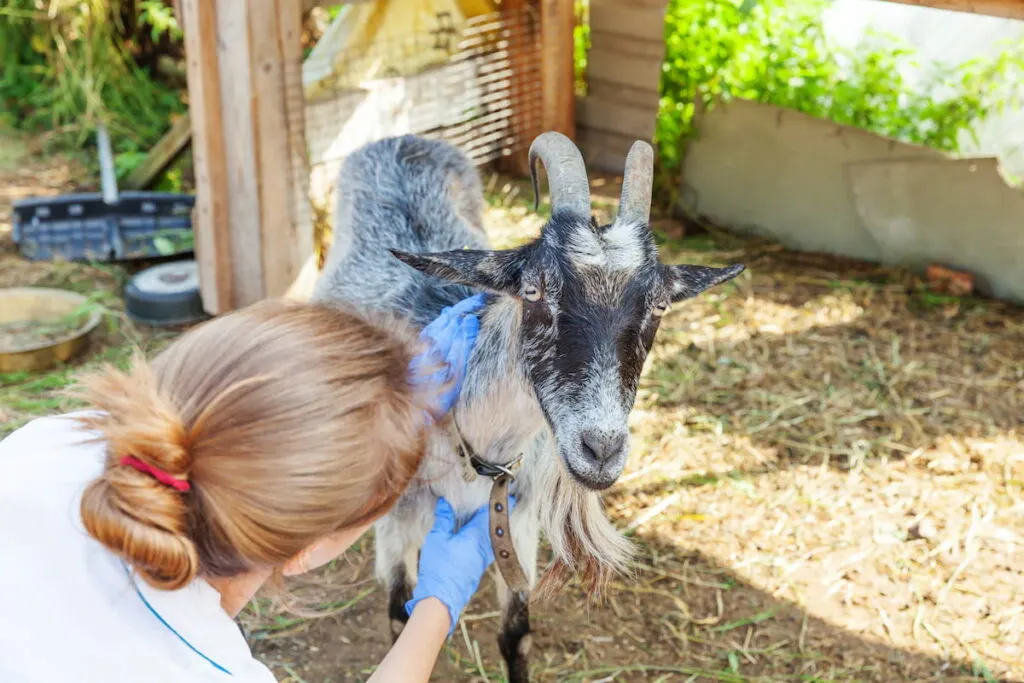  Young goat with vet hands for check up