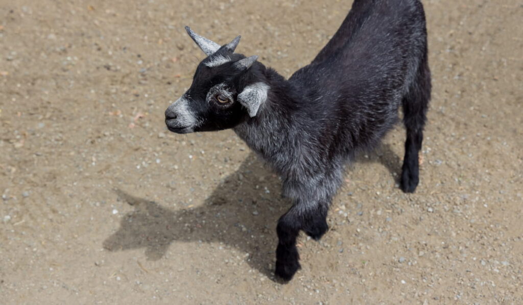 Black baby goat